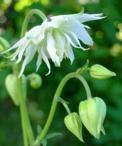 Roots Plants Perennials Aquilegia 'Green Apples'