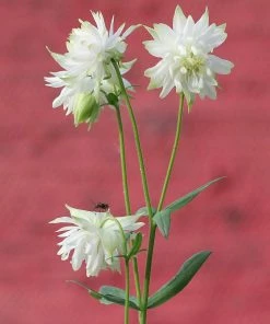 Roots Plants Perennials Aquilegia 'Green Apples'