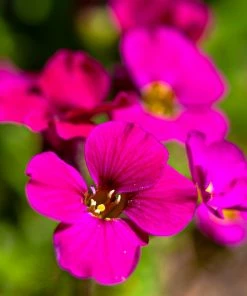 Roots Plants Perennials Aubrieta 'Axcent Burgundy'