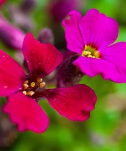 Roots Plants Perennials Aubrieta 'Axcent Burgundy' 9 Roots Plants Perennials Aubrieta 'Axcent Burgundy'