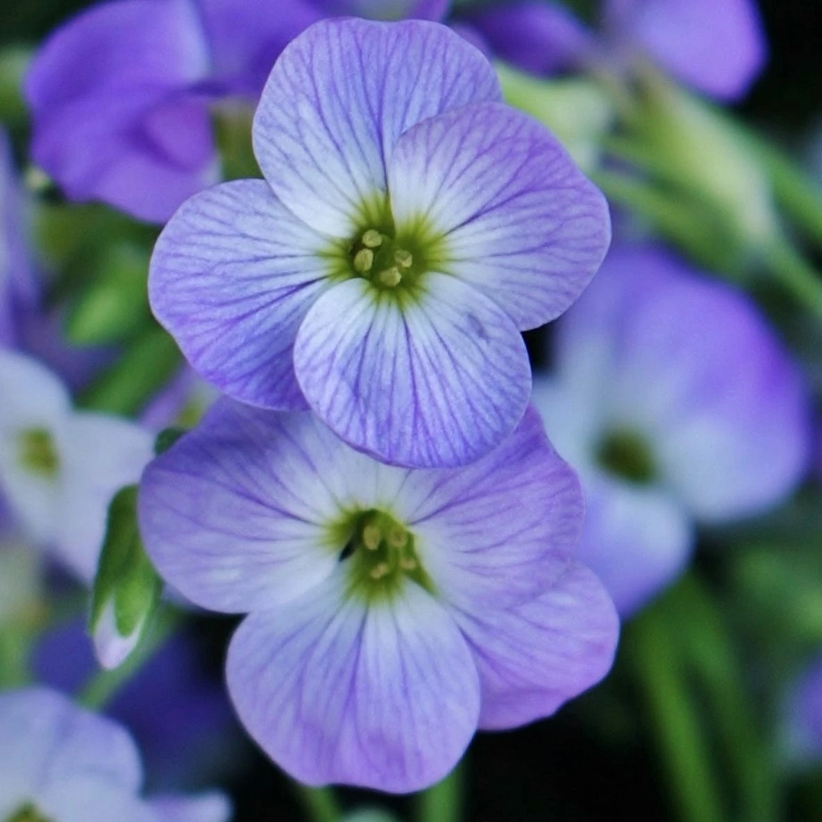 Roots Plants Perennials Aubrieta 'Glacier Blue' 5 Roots Plants Perennials Aubrieta 'Glacier Blue'