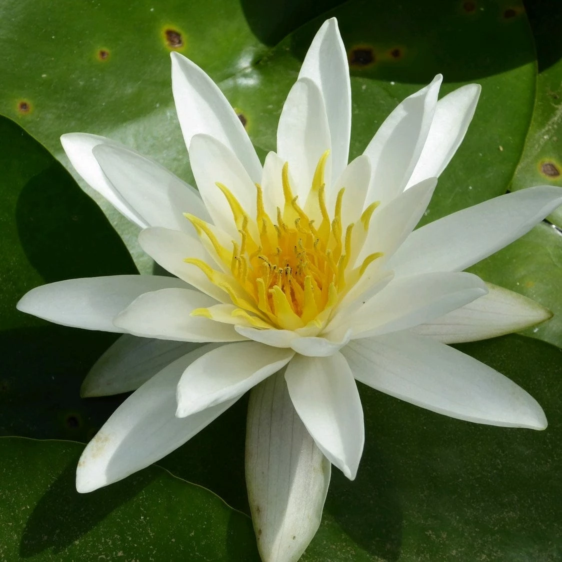 Roots Plants All Pond Plants Pond In A Pot Planting Kit | Oxygenating & Wildlife | Flowers & Structure 11 Roots Plants All Pond Plants Pond In A Pot Planting Kit | Oxygenating & Wildlife | Flowers & Structure