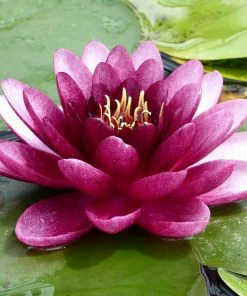 Roots Plants 'Almost Black' Water Lily