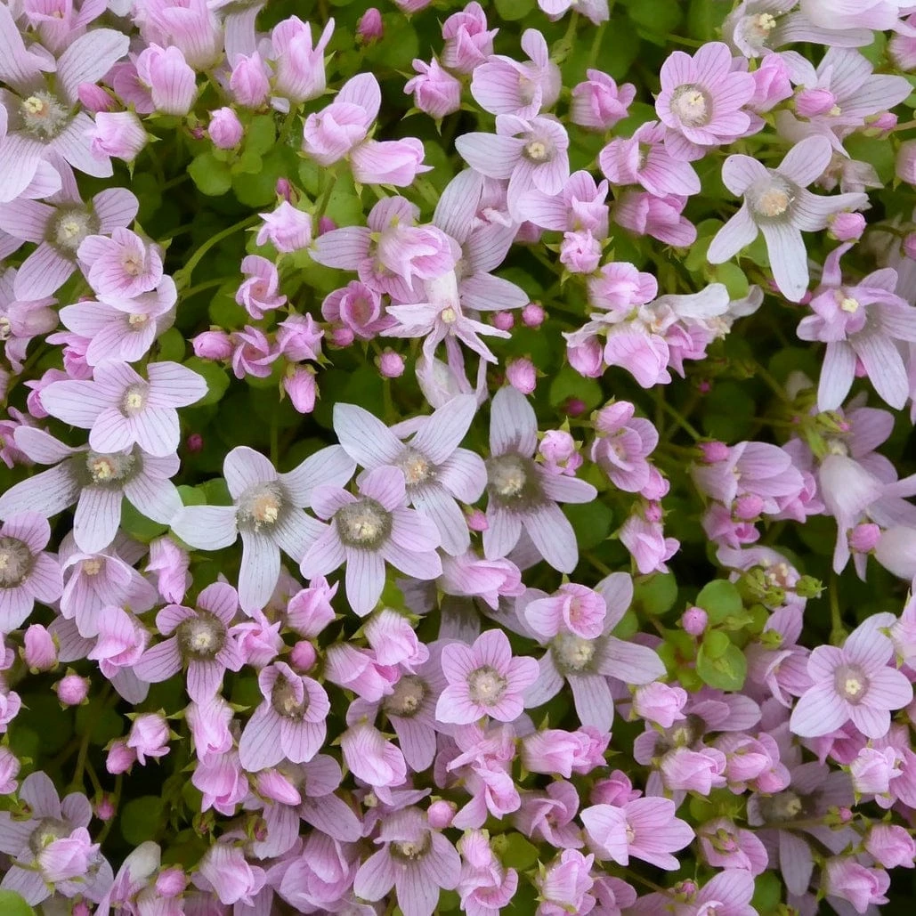 Roots Plants Bog Pimpernel | Anagallis Tenella 3 Roots Plants Bog Pimpernel | Anagallis Tenella