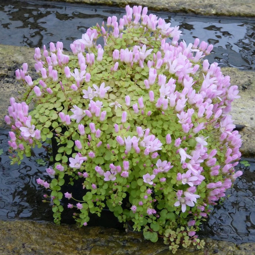 Roots Plants Bog Pimpernel | Anagallis Tenella 4 Roots Plants Bog Pimpernel | Anagallis Tenella