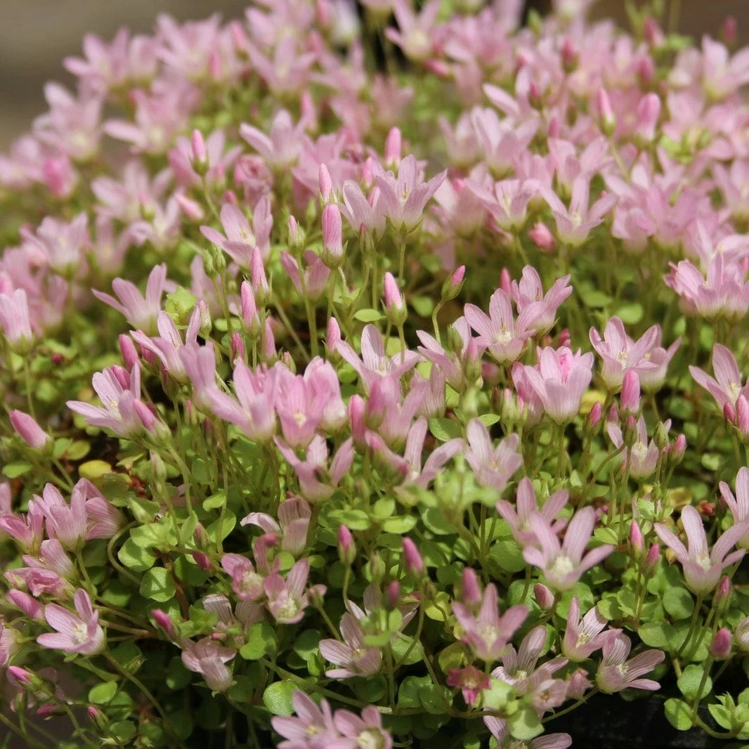 Roots Plants Bog Pimpernel | Anagallis Tenella 6 Roots Plants Bog Pimpernel | Anagallis Tenella