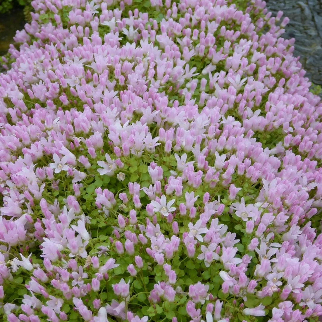 Roots Plants Bog Pimpernel | Anagallis Tenella 7 Roots Plants Bog Pimpernel | Anagallis Tenella