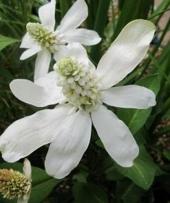 Roots Plants All Pond Plants Pond In A Pot Planting Kit | Oxygenating & Wildlife | Flowers & Structure 28 Roots Plants All Pond Plants Pond In A Pot Planting Kit | Oxygenating & Wildlife | Flowers & Structure