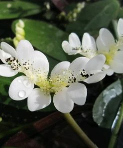 Roots Plants Water Hawthorn | Aponogeton Distachyos