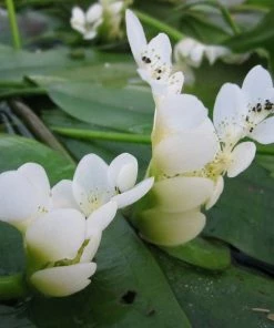 Roots Plants Miniature Pond Collection | 6 X 1L Pots All Pond Plants