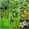 Roots Plants All Pond Plants Best Oxygenating Pond Plants Collection | Growers Choice 2 Roots Plants All Pond Plants Best Oxygenating Pond Plants Collection | Growers Choice