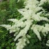 Roots Plants Astilbe White All Pond Plants 1 Roots Plants Astilbe White All Pond Plants