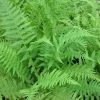 Roots Plants 3 Lady Fern | Athyrium Filix Femina | 9cm Pots 1 Roots Plants 3 Lady Fern | Athyrium Filix Femina | 9cm Pots