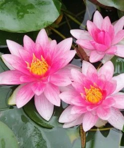 Roots Plants All Pond Plants Pond In A Pot Planting Kit | Oxygenating & Wildlife | Flowers & Structure 24 Roots Plants All Pond Plants Pond In A Pot Planting Kit | Oxygenating & Wildlife | Flowers & Structure