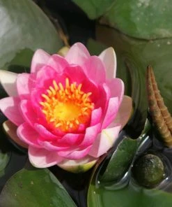 Roots Plants Red Water Lily | Nymphaea 'Attraction'