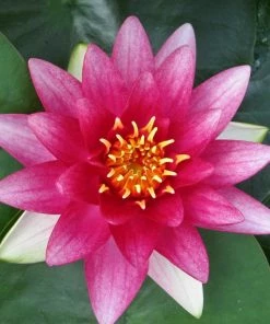 Roots Plants Red Water Lily | Nymphaea 'Attraction'