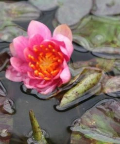 Roots Plants Variable Water Lily | Nymphaea Aurora