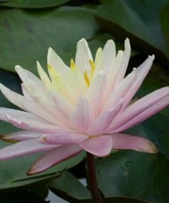 Roots Plants Large Water Lily | Nymphaea Barbara Dobbins
