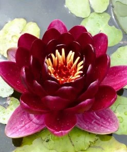 Roots Plants Black Princess Water Lily