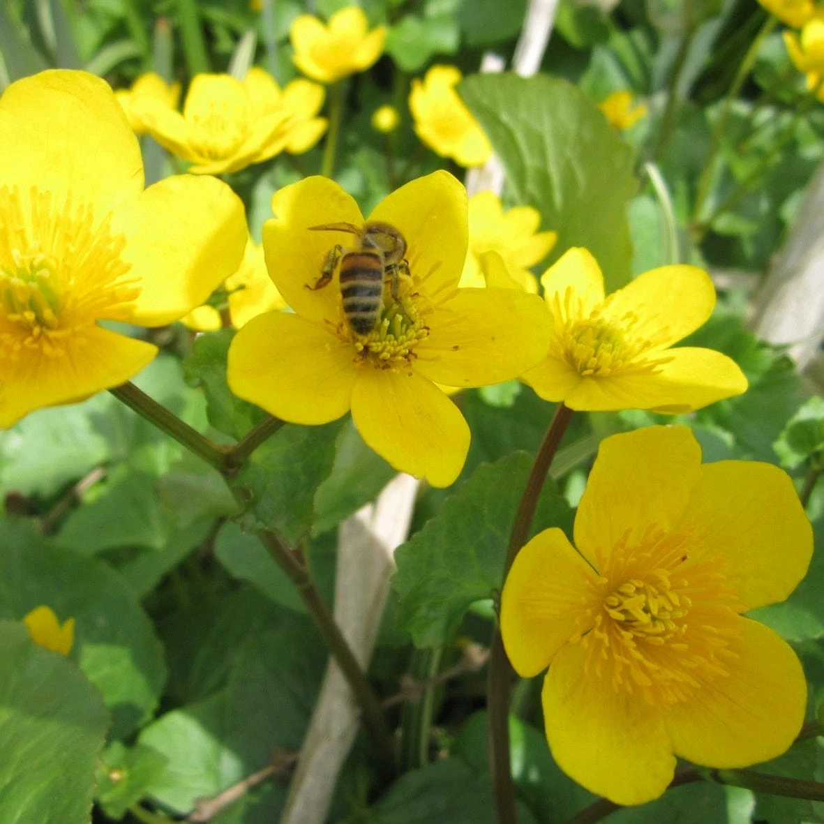 Roots Plants Marsh Marigold 4 Roots Plants Marsh Marigold