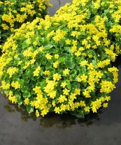 Roots Plants Marsh Marigold 8 Roots Plants Marsh Marigold