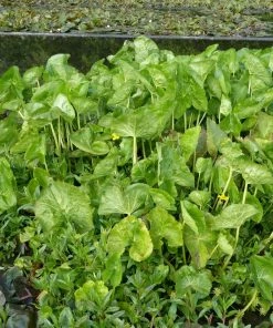 Roots Plants Marsh Marigold 9 Roots Plants Marsh Marigold