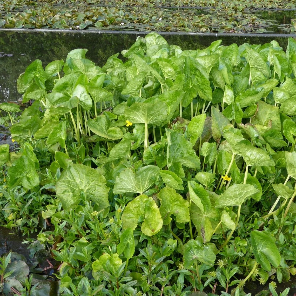 Roots Plants Marsh Marigold 6 Roots Plants Marsh Marigold