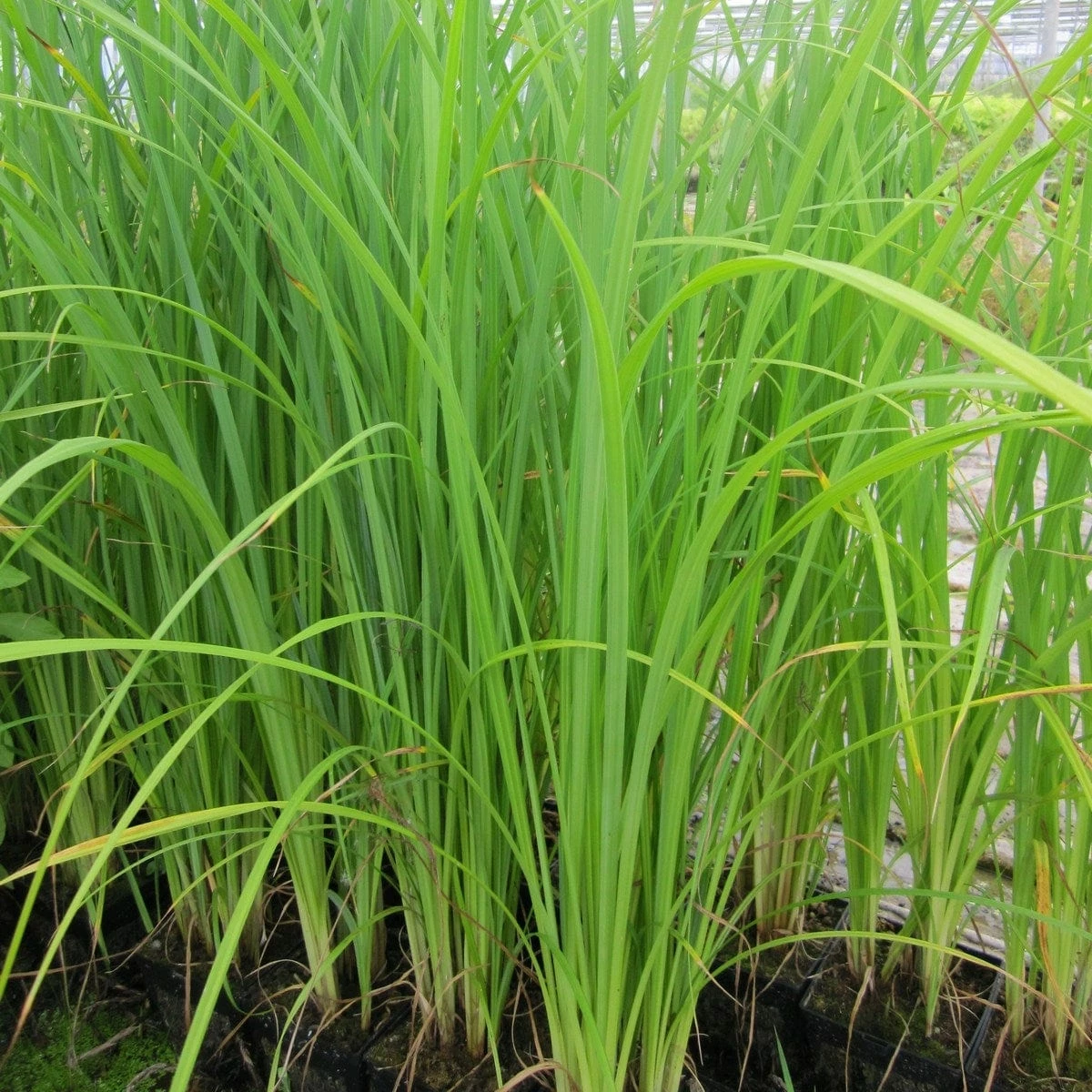 Roots Plants Weeping Trees Slender-tufted Sedge