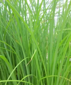 Roots Plants Shop 22 Roots Plants Weeping Trees Slender-tufted Sedge