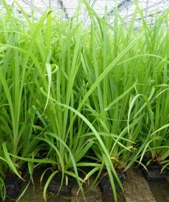 Roots Plants Shop 20 Roots Plants Pendulous Sedge