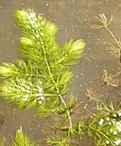 Roots Plants 5 Hornwort Plants| Oxygenating | 9cm Pots All Pond Plants
