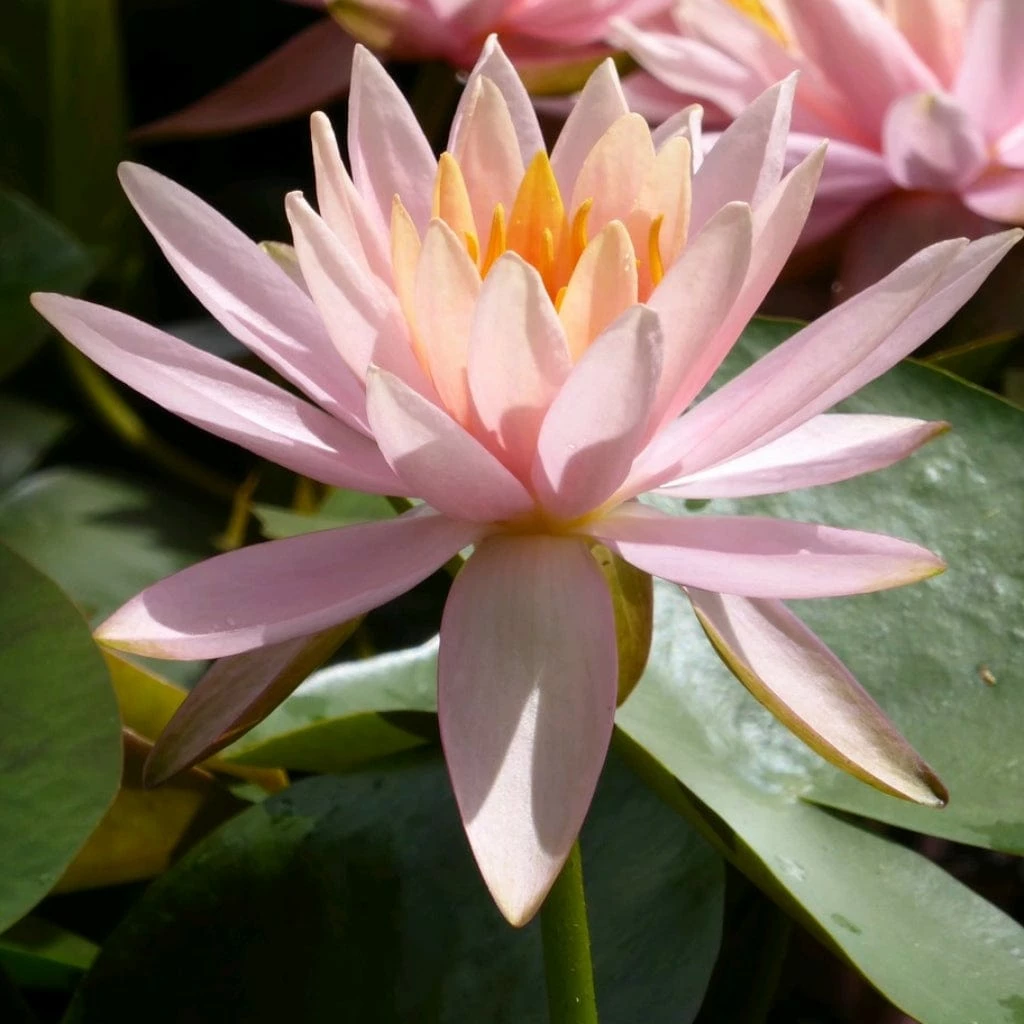 Roots Plants Colorado Water Lily | Nymphaea 4 Roots Plants Colorado Water Lily | Nymphaea