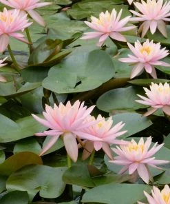 Roots Plants Colorado Water Lily | Nymphaea 11 Roots Plants Colorado Water Lily | Nymphaea