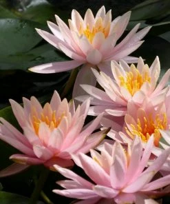 Roots Plants Colorado Water Lily | Nymphaea 12 Roots Plants Colorado Water Lily | Nymphaea