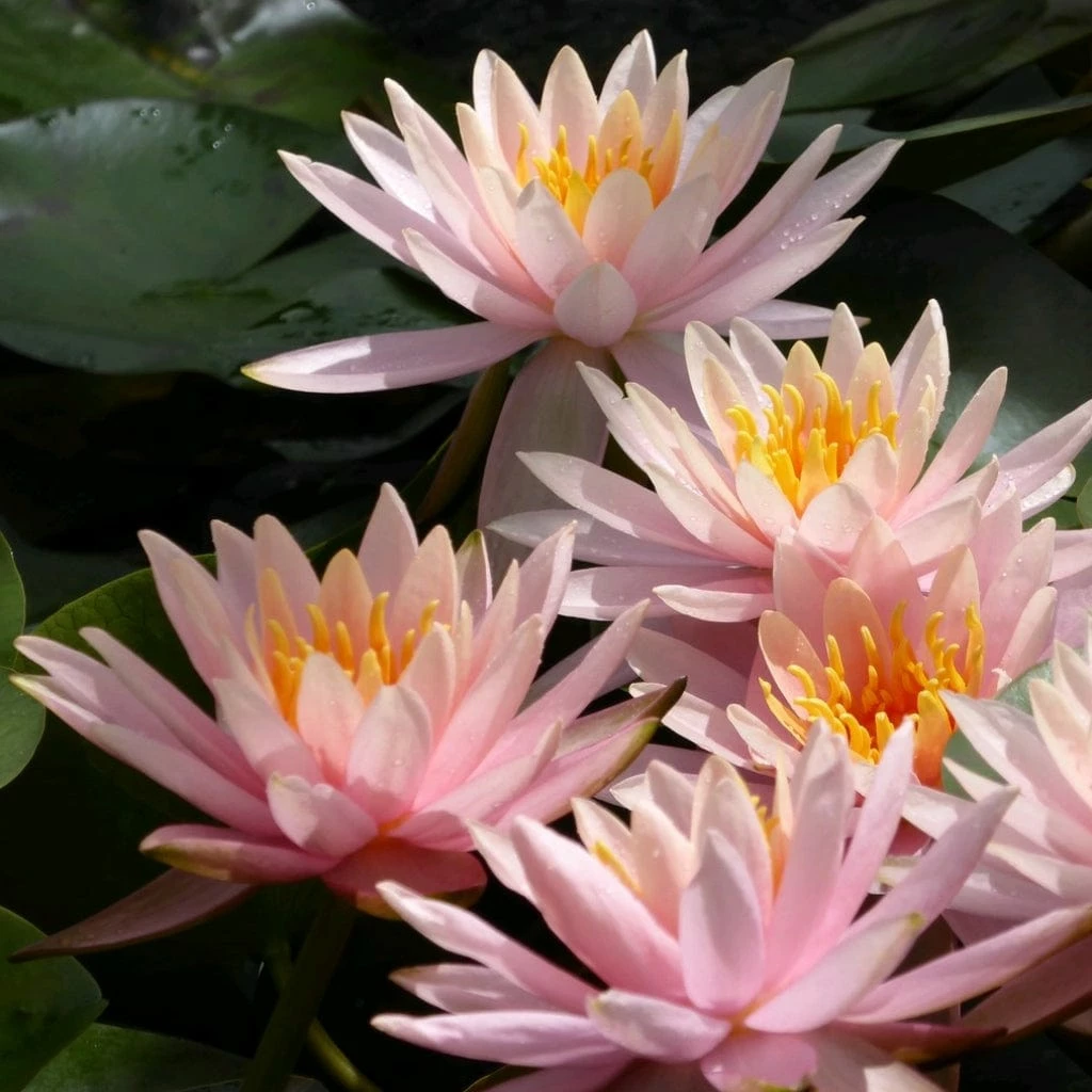 Roots Plants Colorado Water Lily | Nymphaea 6 Roots Plants Colorado Water Lily | Nymphaea