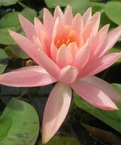 Roots Plants Colorado Water Lily | Nymphaea 13 Roots Plants Colorado Water Lily | Nymphaea