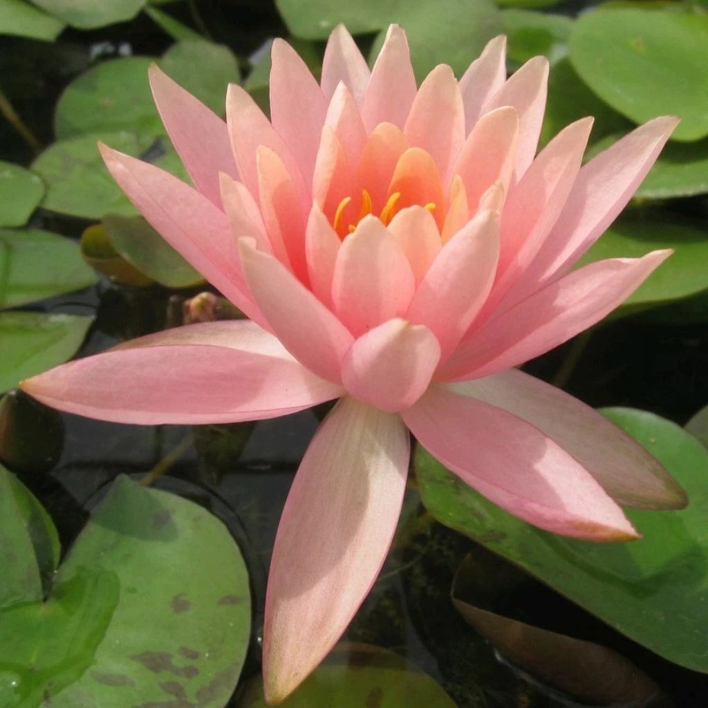 Roots Plants Colorado Water Lily | Nymphaea 7 Roots Plants Colorado Water Lily | Nymphaea