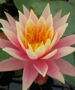 Roots Plants Colorado Water Lily | Nymphaea 14 Roots Plants Colorado Water Lily | Nymphaea