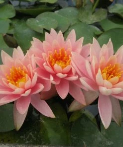 Roots Plants Colorado Water Lily | Nymphaea 15 Roots Plants Colorado Water Lily | Nymphaea