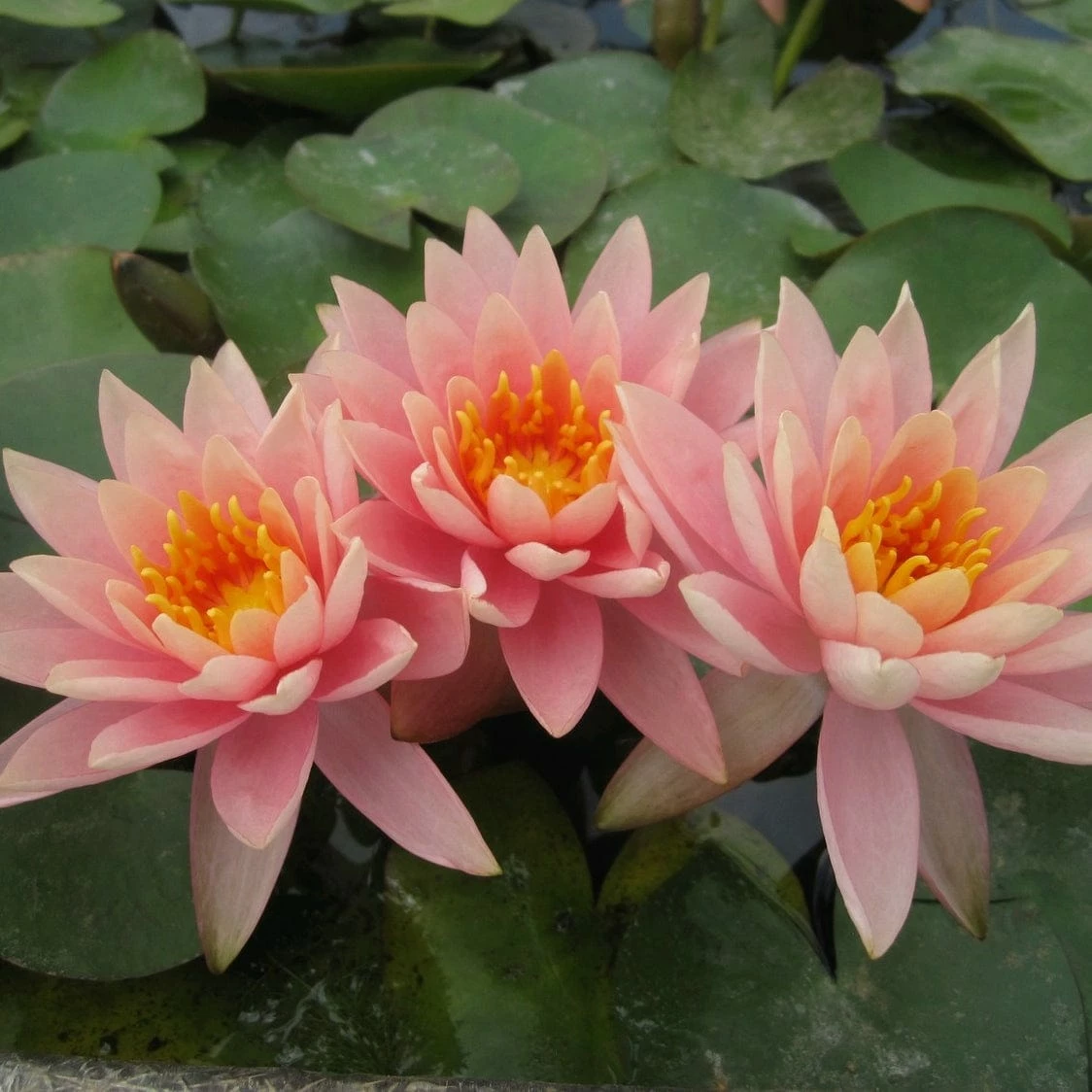 Roots Plants Colorado Water Lily | Nymphaea 9 Roots Plants Colorado Water Lily | Nymphaea