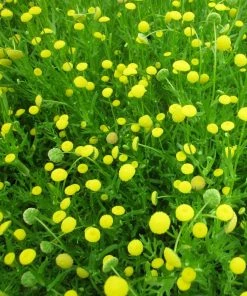 Roots Plants Cotula Coronopifolia | Brass Buttons All Pond Plants