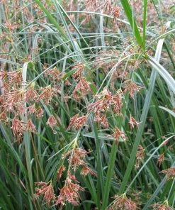 Roots Plants Grasses Sweet Galingale | Cyperus Longus