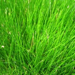 Roots Plants Dwarf Hairgrass| Oxygenating