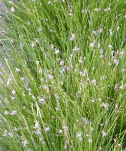 Roots Plants Shop 30 Roots Plants Dwarf Hairgrass| Oxygenating