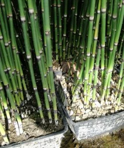 Roots Plants Rough Horsetail | Equisetum Hyemale All Pond Plants