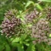 Roots Plants Hemp Agrimony | Eupatorium Cannabinum All Pond Plants 2 Roots Plants Hemp Agrimony | Eupatorium Cannabinum All Pond Plants
