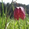 Roots Plants Snakes Head Fritillary | Fritillaria Meleagris