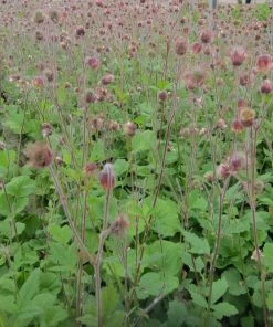 Roots Plants Shop 4 Roots Plants Geums Geum Rivale | Water Avens