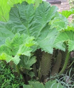 Roots Plants Giant Rhubarb | Gunnera Manicata