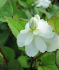 Roots Plants Orange Peel Plant | Houttuynia Cordata 'Plena'